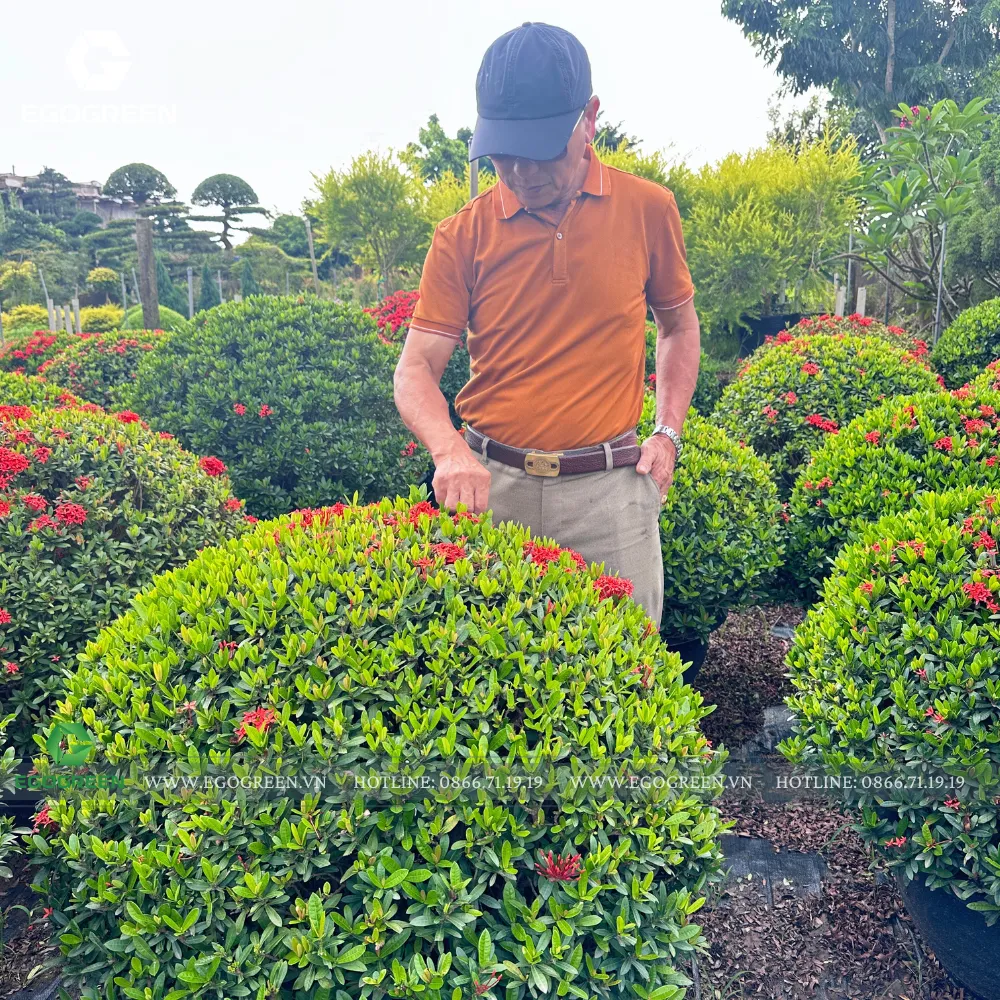 Không chỉ là dự án mà đây là cách những nghệ nhân "thổi hồn" vào từng khu vườn!